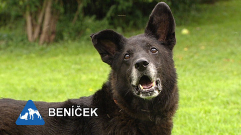 Chcete mě? - Chcete je?