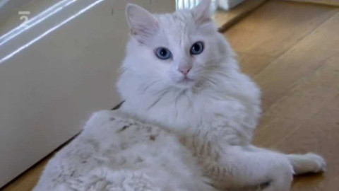 Videoatlas naší přírody - Kočka domácí