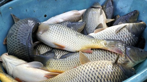 Kluci v akci - Vánoční ryba z Třeboně