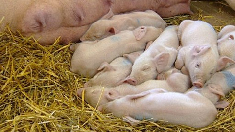 Chcete mě? - 24. března 2009