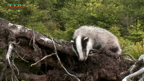 Novinky z přírody - Epizoda 13/53