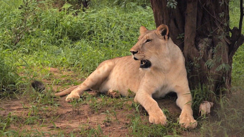 Po jedné stopě - 5/13 Mezi žirafami, antilopami a lvy