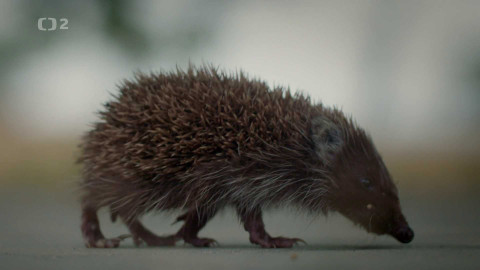 Vzpoura zvířat - 1/3 Zvířata na silnici