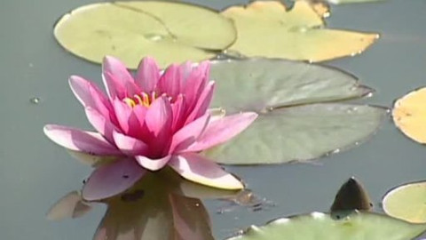 Toulavá kamera - 6. srpna 2006