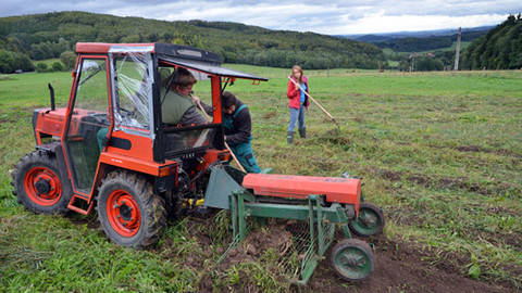 Malá farma - Brambormánie