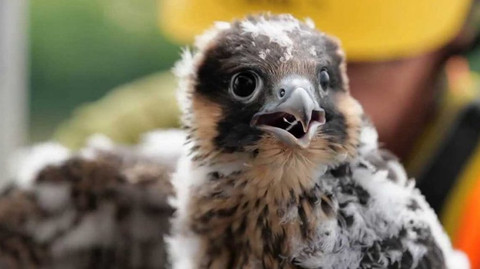 Zprávičky - 23. května 2021