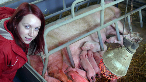 Malá farma - Selátka a křepelky