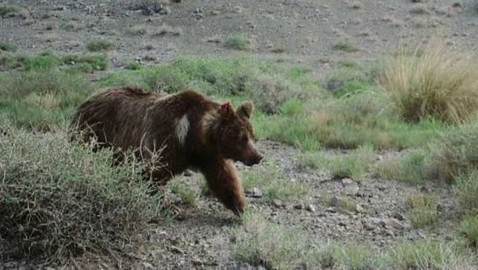 Dobrodružství vědy a techniky - Pouštní pozorování - gobijský medvěd