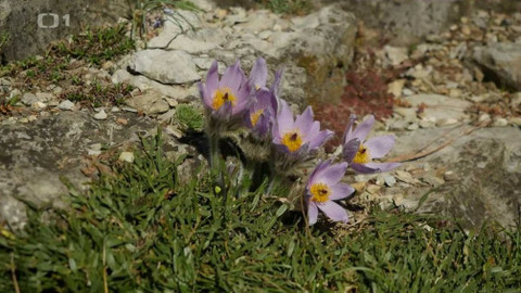 Toulavá kamera - 25. dubna 2021