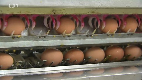 Černé ovce - 13. června 2013