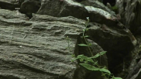 Živé srdce Evropy - Lopuštík skloněný
