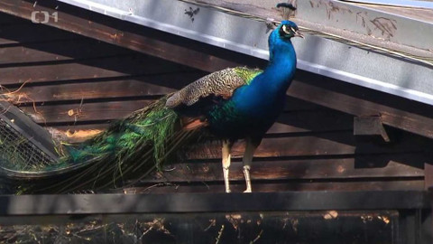 Z metropole - 11. dubna 2020