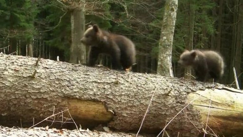 Méďové na cestách - 17/43 Český ráj