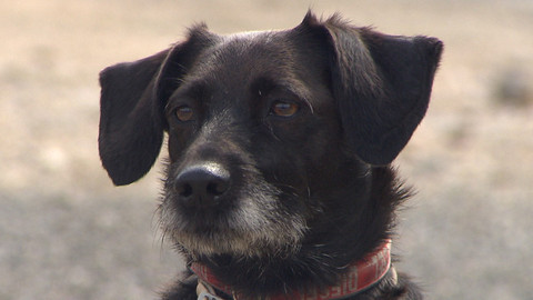 Chcete mě? - Chcete je?