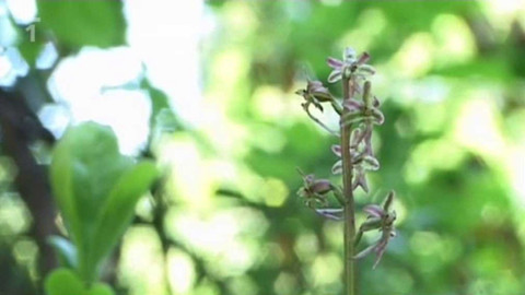 Živé srdce Evropy - Bradáček srdčitý