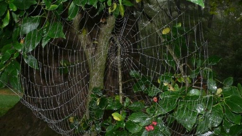 Rajské zahrady - Nové Hrady