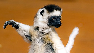 Obrázek pořadu Madagaskar