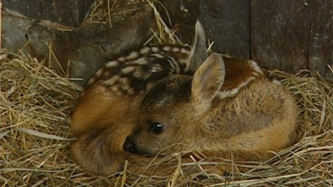 Chcete mě? - 12. června 2009