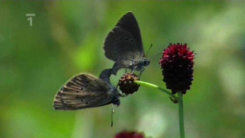 Živé srdce Evropy - Modrásek bahenní