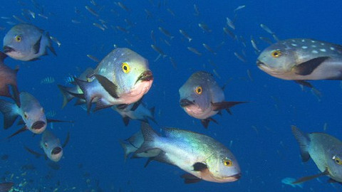 Jeden oceán - Měnící se moře