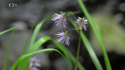Živé srdce Evropy - Dřípatka horská