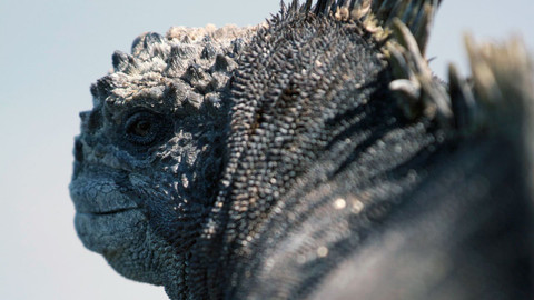 Velká přírodovědná dobrodružství Davida Attenborougha - 2/3 Domovská planeta