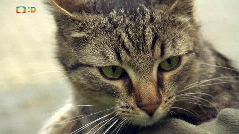 Kocour Mour poznává své příbuzné - Epizoda 1/8