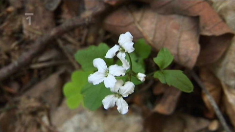 Živé srdce Evropy - Řeřišnice trojlistá