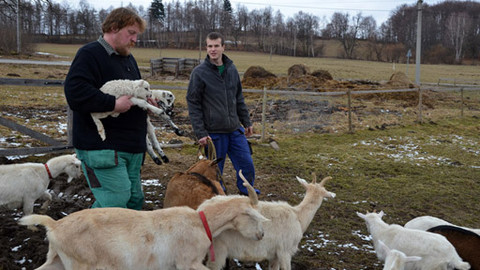 Malá farma - Beránci boží
