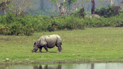 Dobrodružství vědy a techniky - Asijští nosorožci - vzácní samotáři