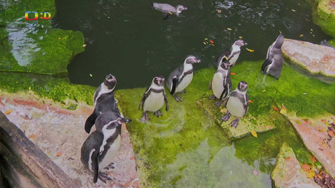 Terčin zvířecí svět - 16. ledna