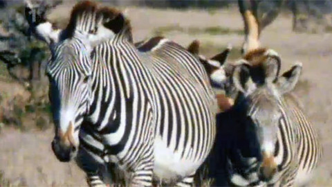 Já a moje rodina - 17/26 Malá zebra