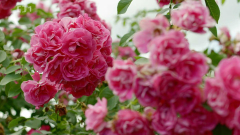 Co naše babičky uměly a na co my jsme zapomněli - Ustláno na růžích