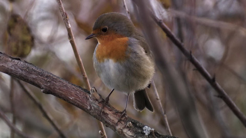 Safari z Knihy džunglí - Epizoda 22/26