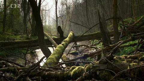 Evropa dnes - Nezkrocená vodní krajina - národní park Dunajské luhy, Rakousko