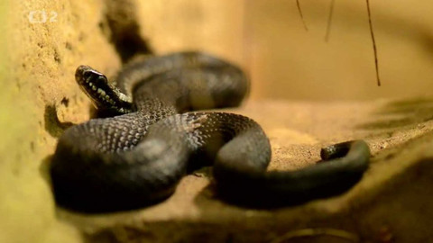 Minuty z Krkonoš - O hadech a ještěrkách Krkonoš