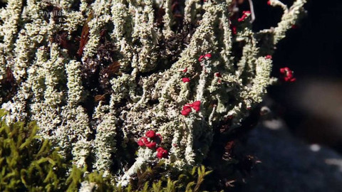 Minuty z přírody - Lišejníková tundra