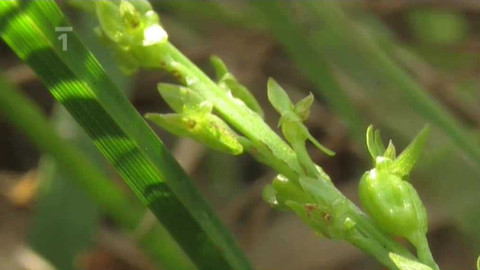 Živé srdce Evropy - Měkkyně bažinná