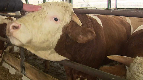 90’ ČT24 - Spotřeba potravin v Česku – jaký vliv má cena?