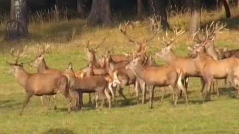 Tisíc let české myslivosti - 22. ledna 2009