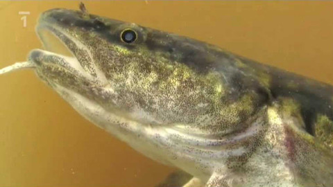 Živé srdce Evropy - Mník jednovousý