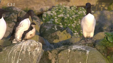 Evropa dnes - Ptačí útes 1