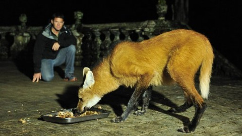 60 zvířecích zabijáků - Epizoda 11/20