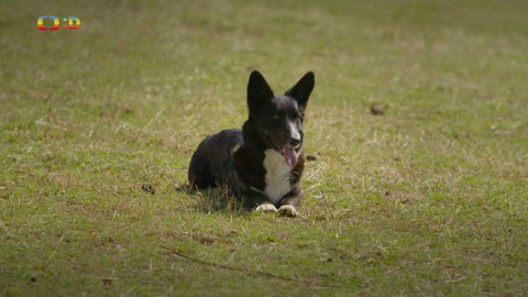 Zvířecí profesionálové - Pes, který opatruje stádo