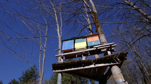 Nedej se! - Přísně střežený med