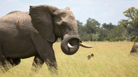 Planeta Země - 5/6 Pláně