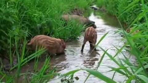 Vydrýsek - 9/13 O setkání s čuňaty