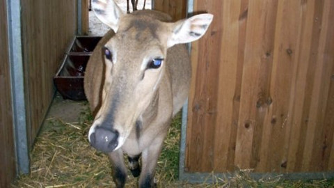 Mezi námi zvířaty - 10. října 2009