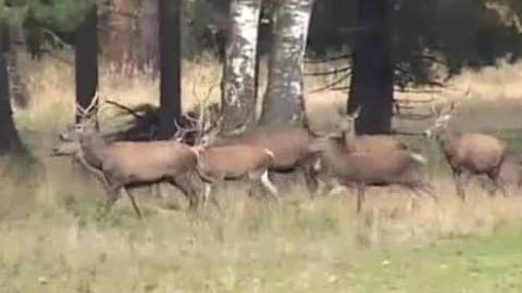 Tisíc let české myslivosti - 29. ledna 2009