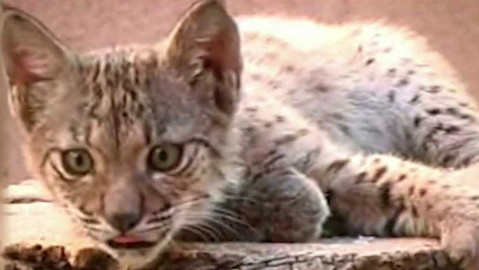 Evropa dnes - Na ostří nože - přežití rysa iberského